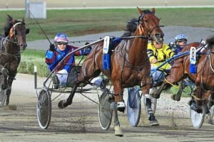 Melpark Major is one of the favourites for Sunday's Group 2 WMT Horsham Pacing Cup