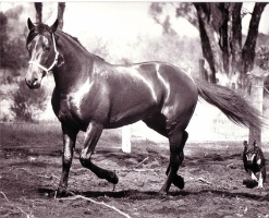 Preux Chevalier - defeated Village Kid in the 1985 WA Winter Cup
