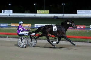 Bling It On is all set to shine on Saturday night for the Breeders Crown semi final's.
