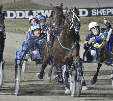 The Gold Ace winning the Shepparton Gold Cup on 18 January, 2014 