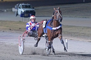 Talented pacer Im Corzin Terror will be chasing a second straight Maryborough Gold Cup success on Sunday. 