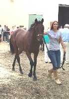 Emilio Rosati purchased this Rocknroll Hanover-Counterfeit Chic colt for $27,000