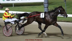 Ready: Open class star Avonnova kicks off his current campaign at Albion Park this Saturday night