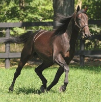 Great Success is the fastest trotter ever to be imported to the southern hemisphere. 