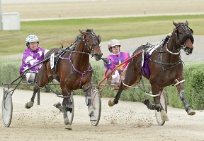 Major Crocker on the inside. He'll be hoping to win the Melton Plate on Saturday night at Melton. 