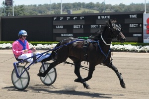 Rickie Alchin in action at the 2013 Garrards 2YO Trialling Sale at Tabcorp Park, Menangle. He has a strong cross-section of colts, geldings and fillies at this year's sale, to be held there on Sunday, December 7 - the day after the Treuer Memorial.