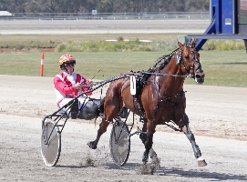 Bitobliss is a former winner of the Central Victorian Pacing Championships.