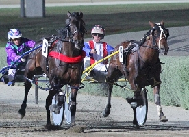 Sophies Ideal (right) will race at Menangle this Saturday night. 