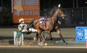 Top trotter Real Babe (US) will contest the Great Southern Star.