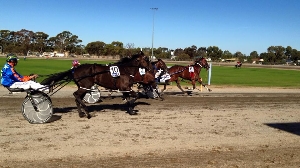 The field hits the line in the Loddon Valley Stud Boort Pacing Cup.
