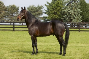 American Ideal - sire of Baby She Rocks