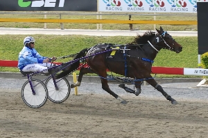 Southbound: Talented rookie Catcha Lefty is heading to Melbourne for the Australasian Breeders Crown series