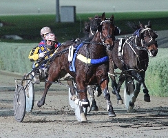 Macho Comacho lets down strongly to win the Enduro at Melton for Dean Braun and Chris Alford.