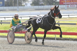 Doug Lee's Justabitnoisy on his way to his 4th trot victory at Albion Park today
