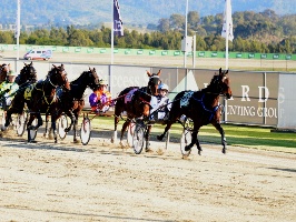Makes Every Scents leading in the early stages of the Pepper Tree Farm NSW Breeders Challenge