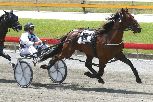 Derby Target; Frankie Rocks will next start in a heat of the NSW Derby at Menangle