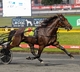 2023 Australian Harness Horse of the Year and Lawn Derby Awards