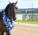 Harness Racing NSW announces changes for 2024 Breeders Challenge Series