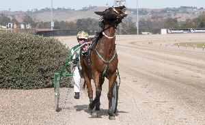 Blake Fitzpatrick, pictured here with Empire Bay, drove his 100th winner for the season at Tabcorp Park Menangle on Tuesday.