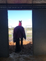 Retired standardbred Remi looking to the future 