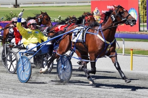 Lennytheshark - 2016 Australian Harness Horse of the Year