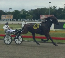Success; Canadian driver Serge Masse guides His Bluffen to victory in his first drive at Albion Park.