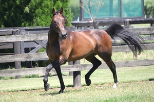 Stallion Live Or Die.