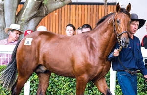 APG Brisbane Sale topper