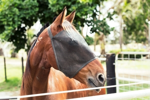 Chicago Bull in his rehab paddock in Serpentine, WA.