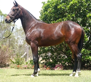 HIGHEST-PRICED filly at APG's Brisbane Sale last month