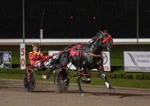 Talented youngster Jilliby Nitro is odds on to win an Alabar Breeders Challenge Semi-Final at Menangle tomorrow night.