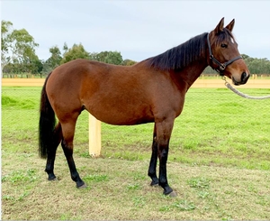 One of the great aspects of harness racing ( thanks to APG ) is that it still offers a fair and open playing field for breeders.