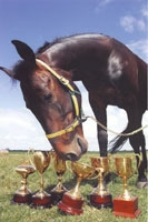 Sting Lika Bee by Gary Wild - 2008 Photography Award winner