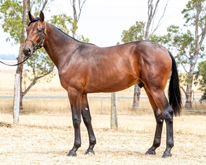 Builds on his outstanding results  from the sales in North America in late 2019. 