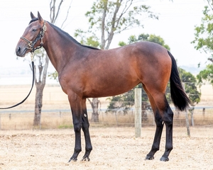 She is strong , looks like a colt.  Is a great moving filly and has a terrific work ethic.  Once again looks 2 year old material 