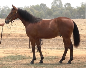They are Lot 308, a neat, compact colt from the seven-win Sundon mare Sunny Folly NZ, and Lot 257, a tall, rangy chestnut filly from another daughter of Sundon, Always Treasure NZ (6 wins).