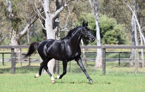 Betting Line?s North American foal?s debut occurred at the 2019 Lexington, Kentucky sales, saw. On day one, three sold for an average of $100,000