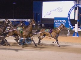 Ararat trots action. 