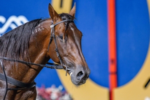 King Of Swing has been crowned NSW Horse of the Year for the 2019/20 season.