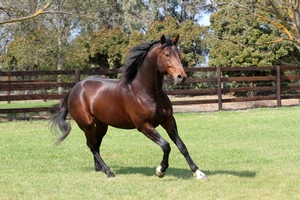 Vincent has four lots in the Bathurst Gold Crown Yearling sale this coming Sunday. 