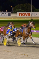 Skylou has drawn pole position (1) in the Group 1 WA Derby and will be driven by Maddison Brown. 