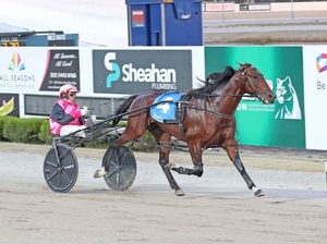 Poster Boy during his racing career