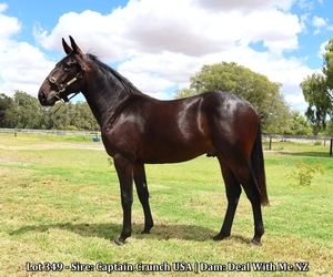 Lot 349 - Sire: Captain Crunch USA | Dam: Deal With Me NZ