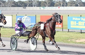 Glenferrie Typhoon is set to star on Tontine Finals night this Friday.