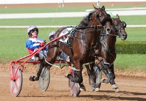 All Speed Hanover is to do stud duty at Graham and Janine Taylor's Stonegate Farm at Nathalia.