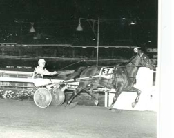 Jimmy Robinson winning aboard Toughkenamon at Harold Park