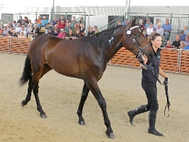 Lot 4 - colt by Angus Hall out of Bromac Aldebaran. $38,000 purchase at Sunday's APTS sale at Tabcorp Park Melton.