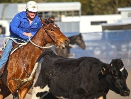 Patrick Power in action competing in campdrafting
